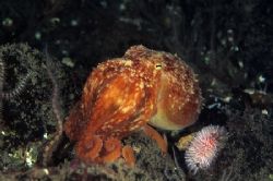 Lesser octopus. ST Abbs. Sctotland.
F50, 60mm. by Derek Haslam 